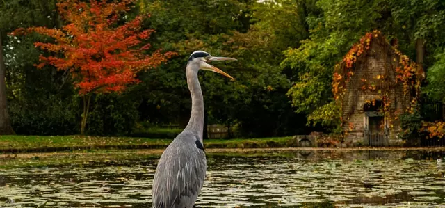Heron by the water in Bushy Park in autumn
