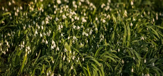 Blooms of Snowdrops in Hyde Park