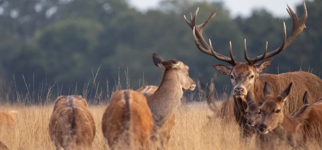 Stag in the long grass