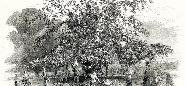 Illustration from 1857 depicting people knocking chestnuts from the trees in Greenwich Park