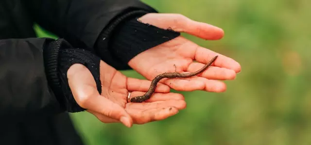 A woman's hands holding a long earthworm