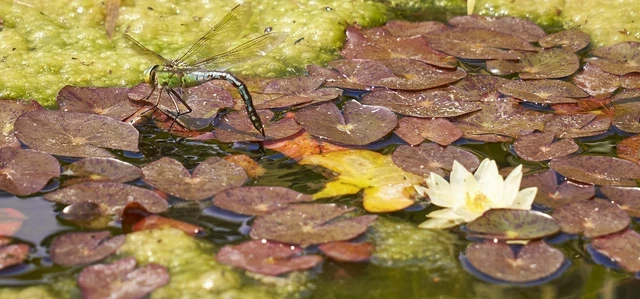 A dragonfly on a pond