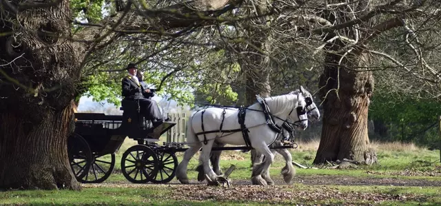 Winter carriage rides in Richmond Park