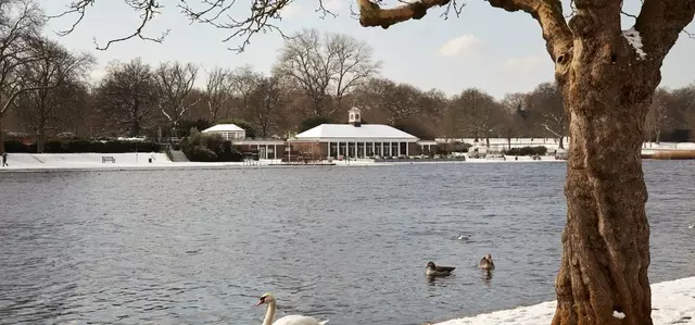 Swan on the Serpentine in winter