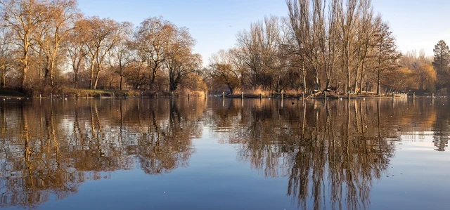 Trees in The Regents Park