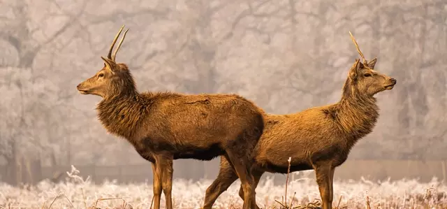 Young red deer stags in winter