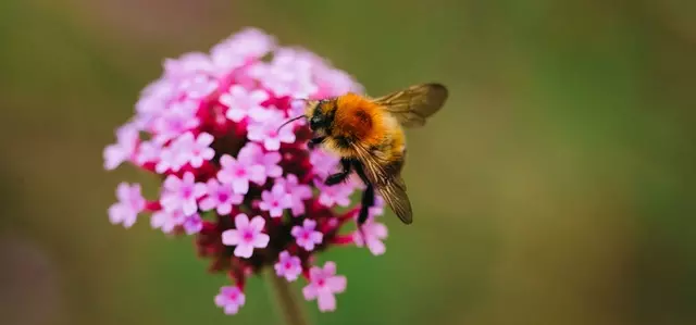 Common Carder Bee which is a type of bumblebee (Bombus pascuorum) male on a pink Verbena plant