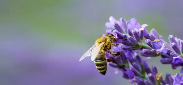 A bee landing on a lavender plant
