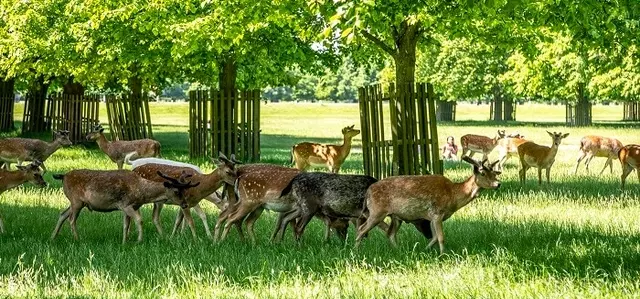 Deer in Bushy Park in spring