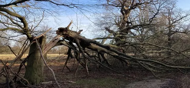 A fallen tree