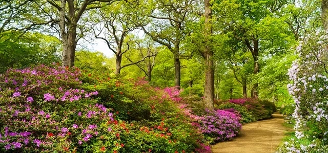 iIabella Plntation in spring