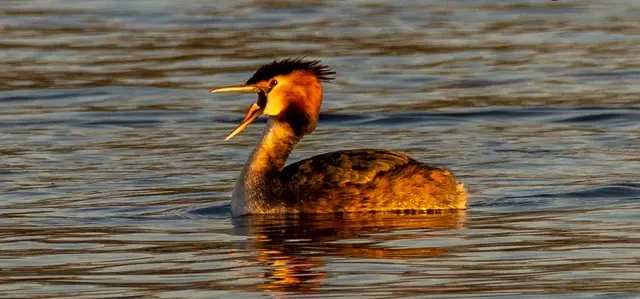 A grebe on the water