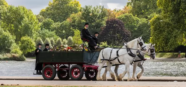 Shire horses taking the floral tributes across the park.