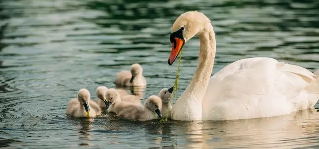 Swan and cygnets on the Serpentine