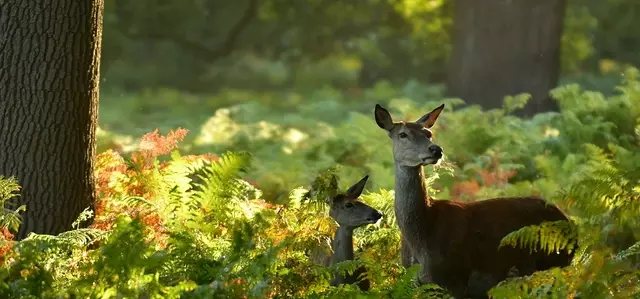Deer and fawn in the ferns
