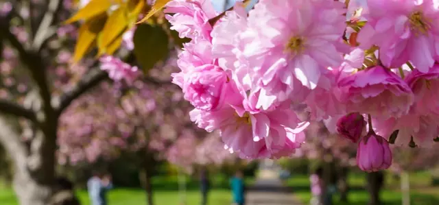 Spring in Greenwich Park