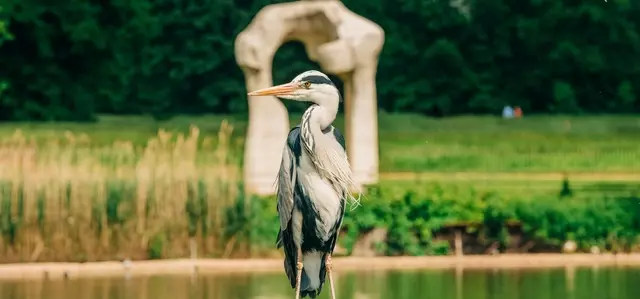 A heron, in front of a stone arch