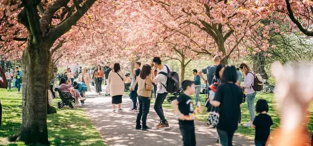 Crowds enjoying trees in bloom in Greenwich Park