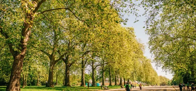 Ancient Trees Walking Tour in Kensington Gardens