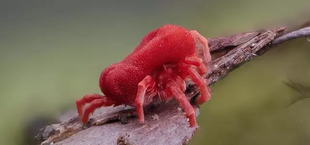 Macro photography of a red insect, extremely close up called a velvet mite