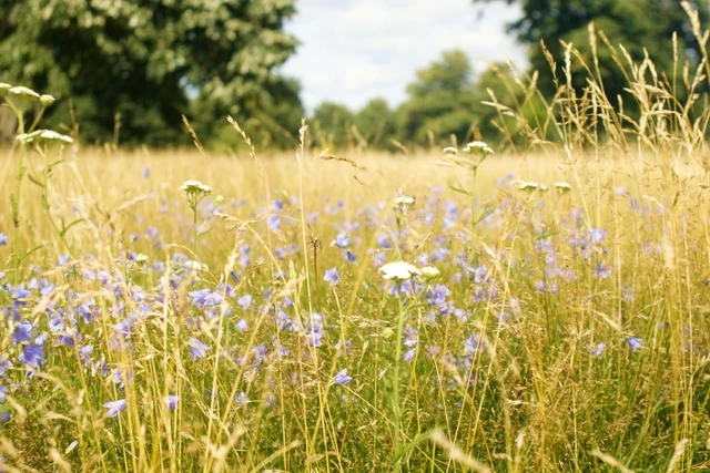 A wildflower meadow in Hyde Park