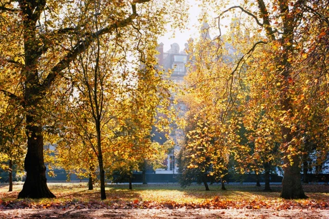 Rotten Row in Hyde Park in the early morning light 