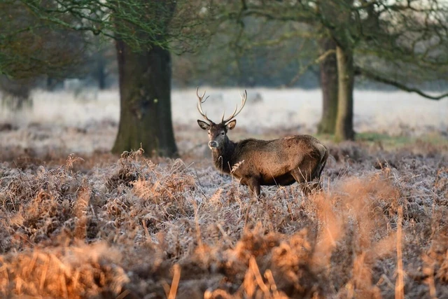 Deer in Bushy Park in winter