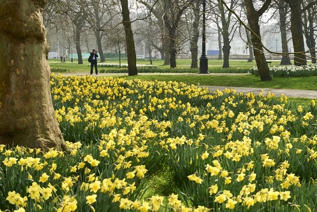Spring daffodils in The Green Park