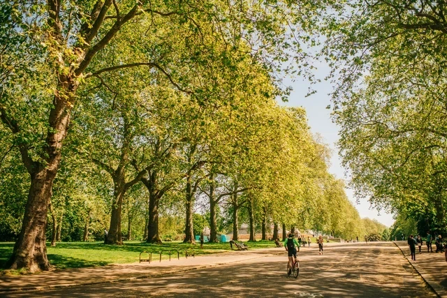 Ancient Trees Walking Tour in Kensington Gardens