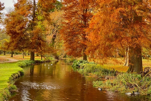 A river running alongside golden autumn trees