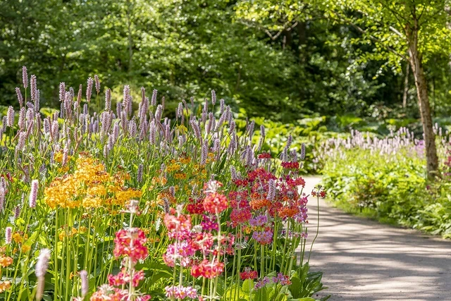 Colourful flowers by a wandering path