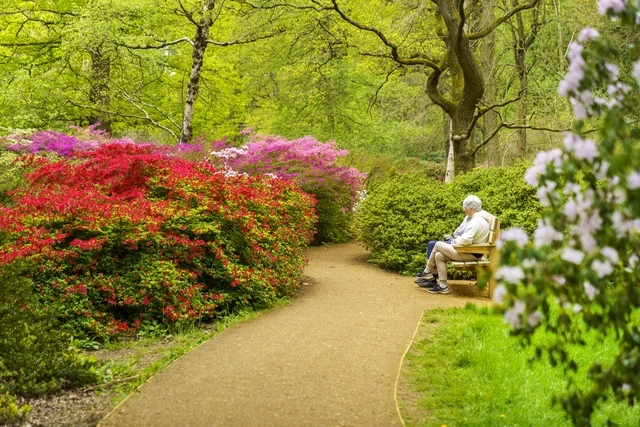 Summer blooms in Isabella Plantation, Richmond Park