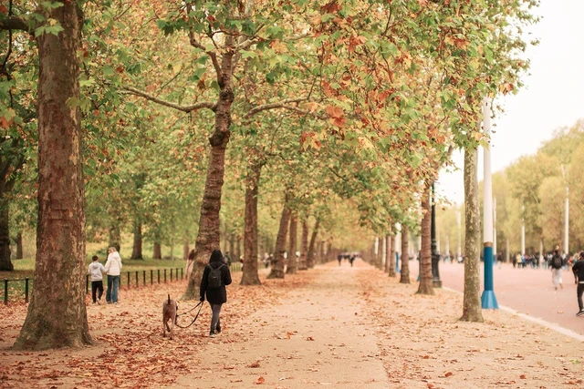 Autumnal view down the tree-lined Mall