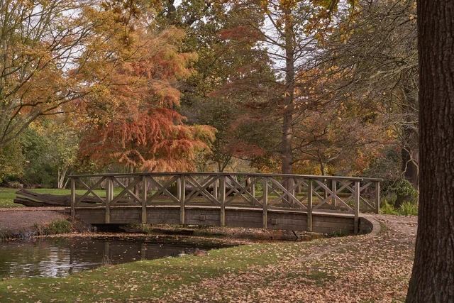 Bridge over stream in Woodland Gardens in Bushy Park in autumn