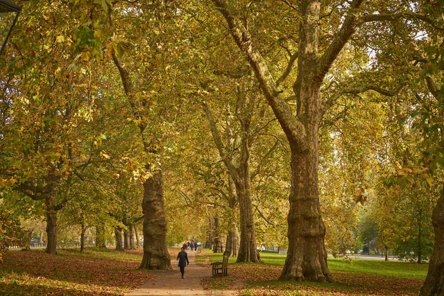 Broadwalk in Hyde Park in autumn