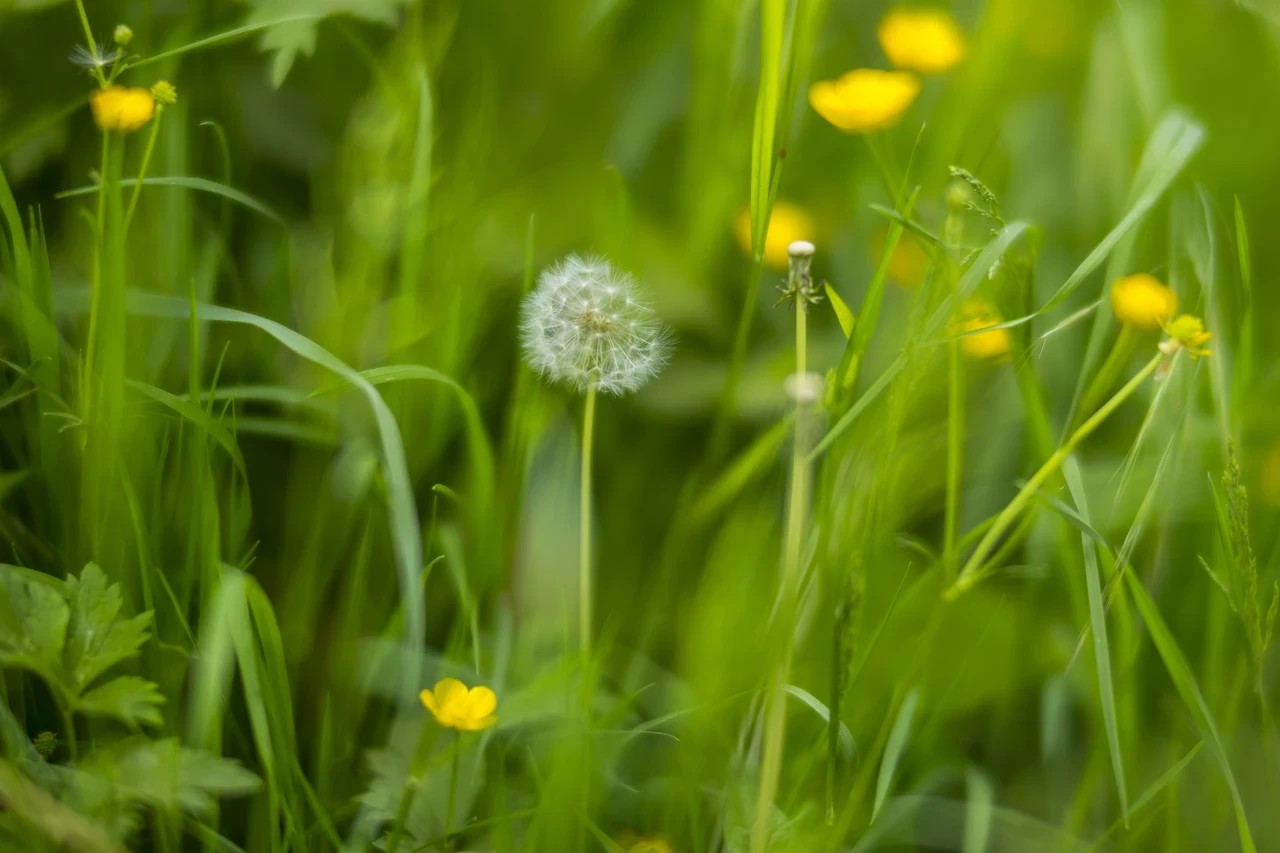 Resilient Roots: soil & climate