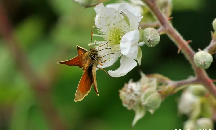 Essex Skipper butterfly on a flower