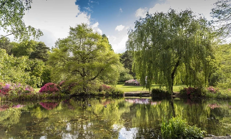 Isabella Plantation