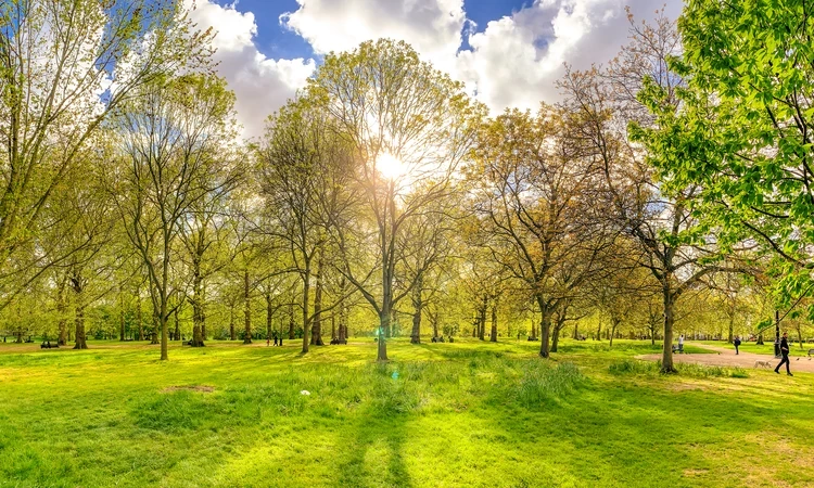 Sunshine through the trees
