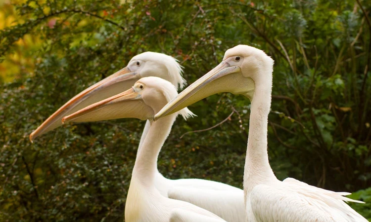 The St. James's Park pelicans