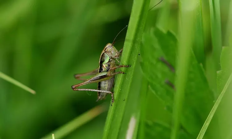 A cricket in long grass