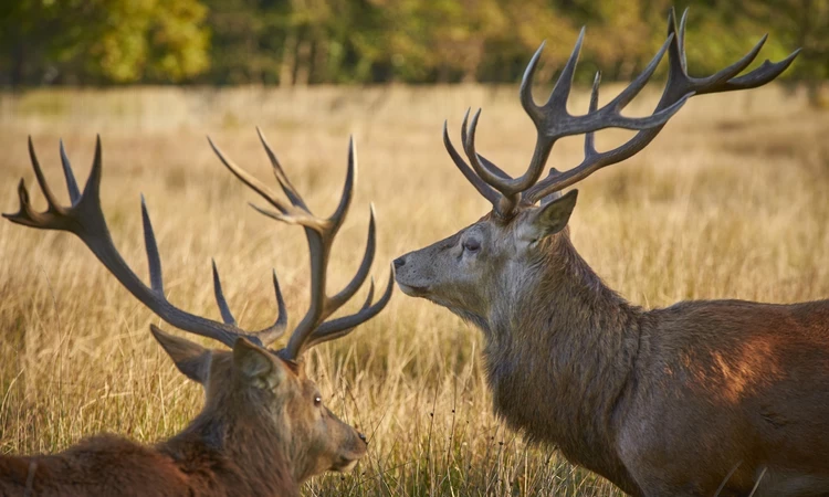 Red deer stag in Bushy Park