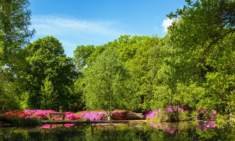 Flowers next to the Isabella Plantation