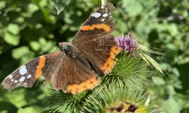 Red Admiral butterfly on a thistle