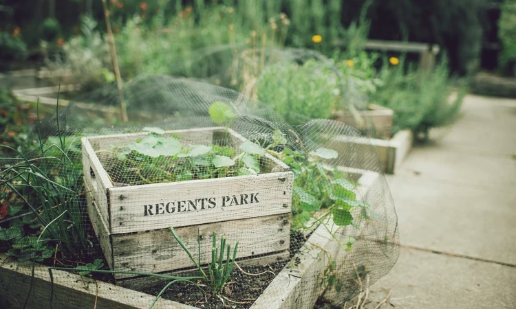 Regent's Park allotment garden