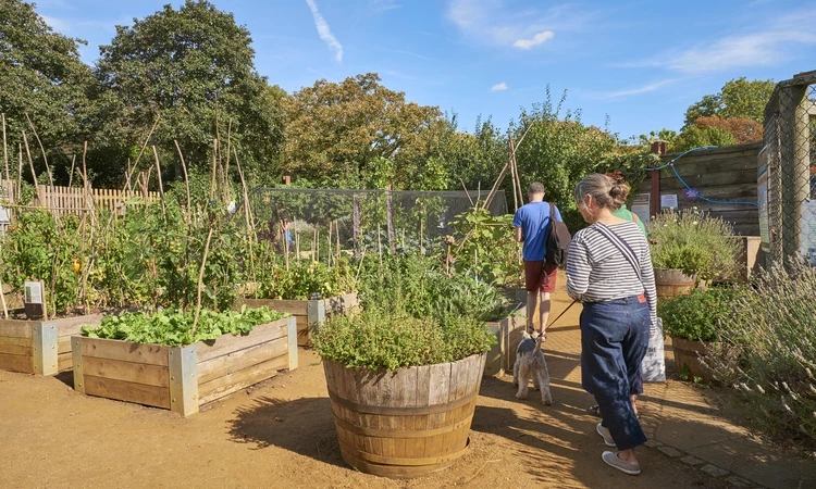 The allotment in Kensington Gardens