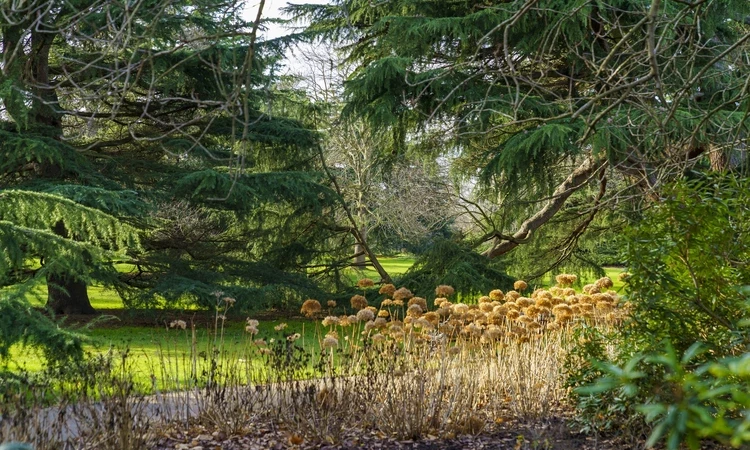 The Flower Garden
