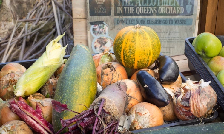 The Queen's Orchard allotment
