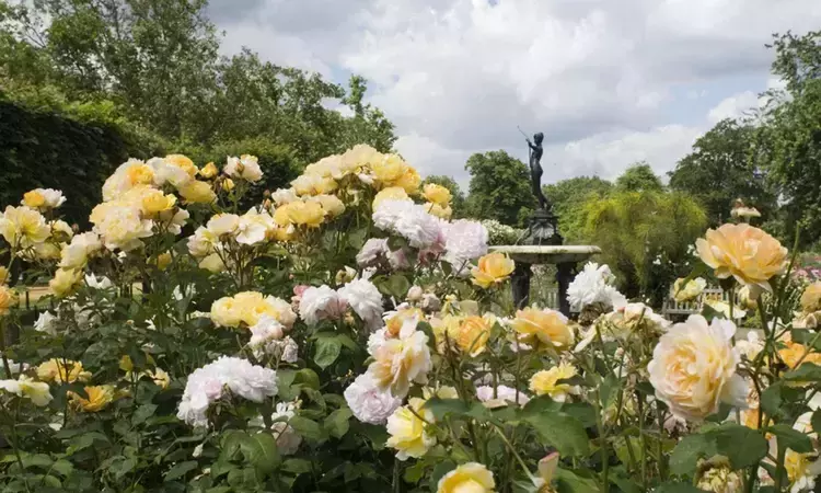 The Rose Garden in Hyde Park