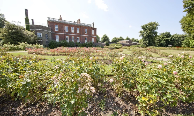The rose garden